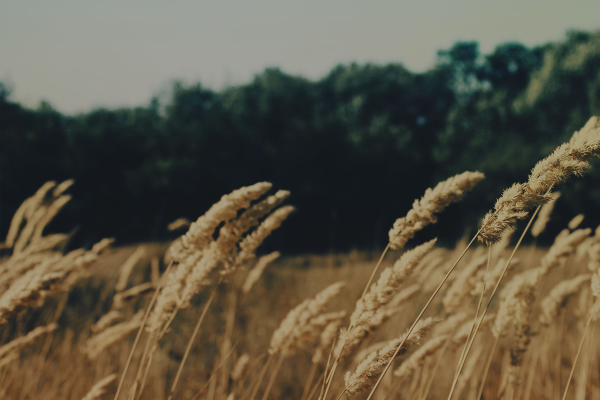 testimonial testimonial